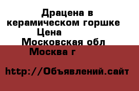Драцена в керамическом горшке › Цена ­ 1 000 - Московская обл., Москва г.  »    